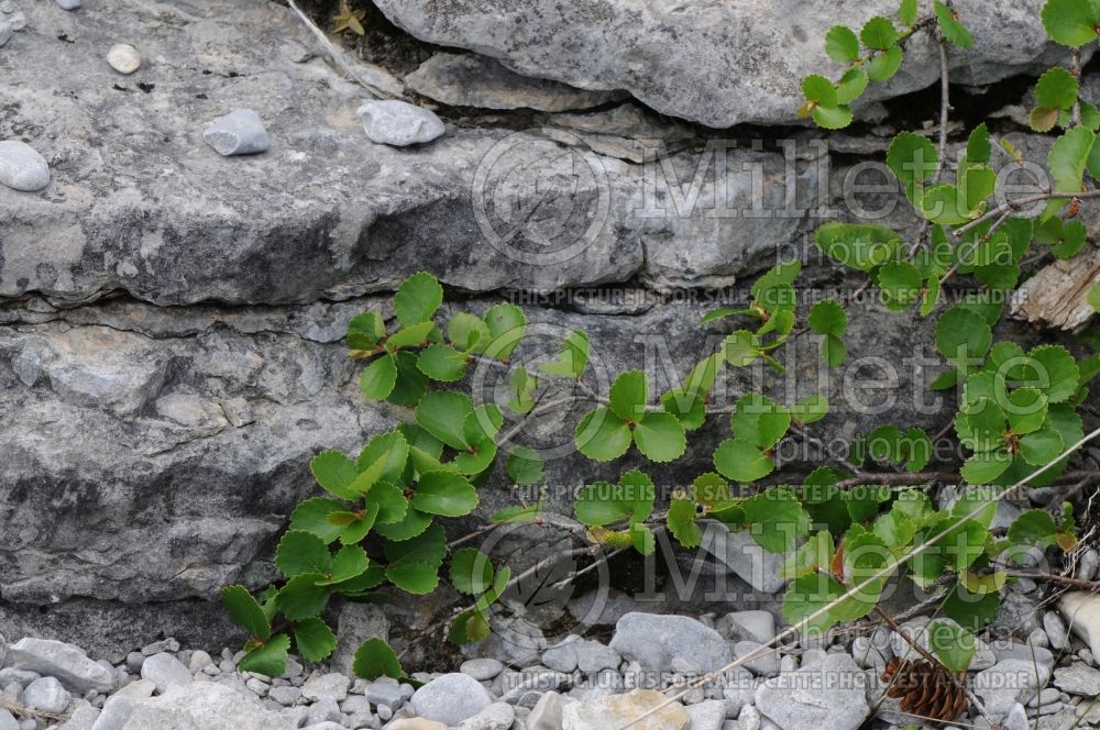 Betula pumila (Dwarf Birch - Bog birch -bouleau) 1