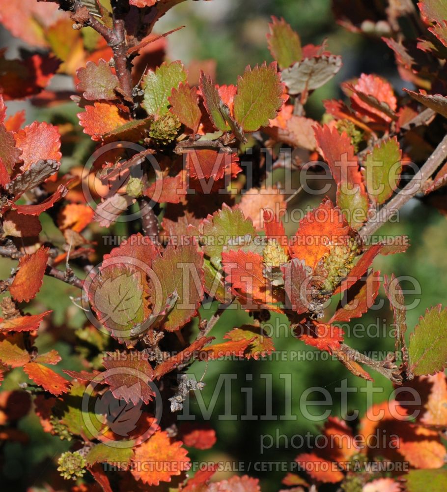 Betula pumila (Dwarf Birch - Bog birch -bouleau) 6