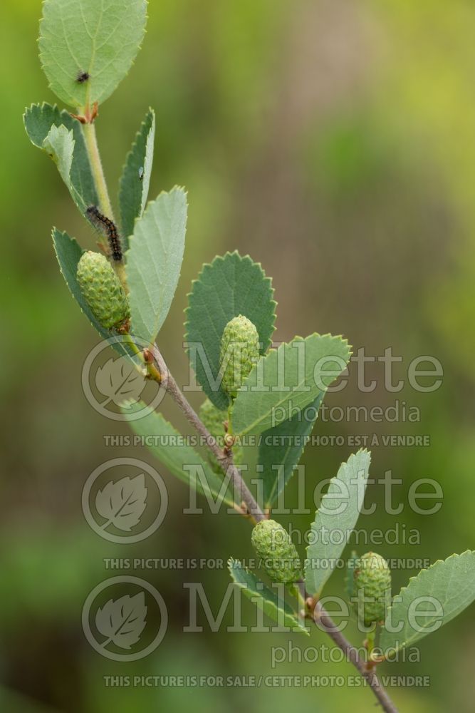 Betula pumila (Dwarf Birch - Bog birch -bouleau) 4
