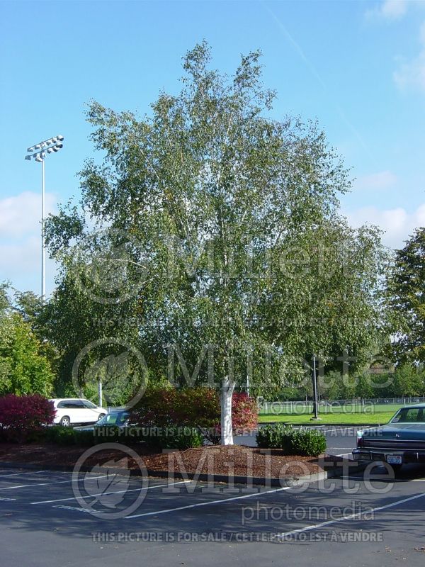 Betula utilis var. jacquemontii (Birch) 1