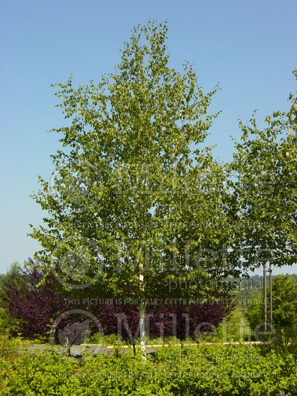 Betula utilis var. jacquemontii (Birch) 2