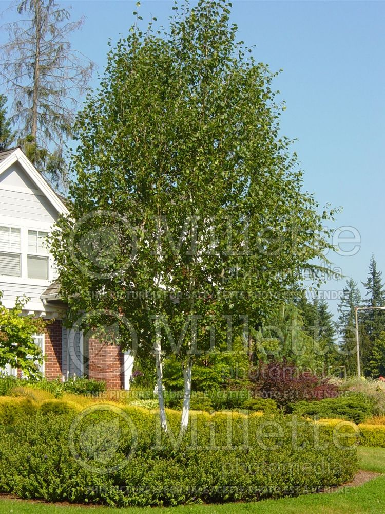 Betula utilis var. jacquemontii (Birch) 3