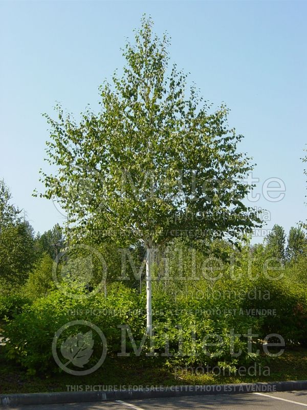 Betula utilis var. jacquemontii (Birch) 4