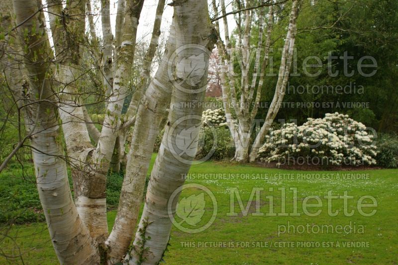 Betula utilis var. jacquemontii (Birch) 6