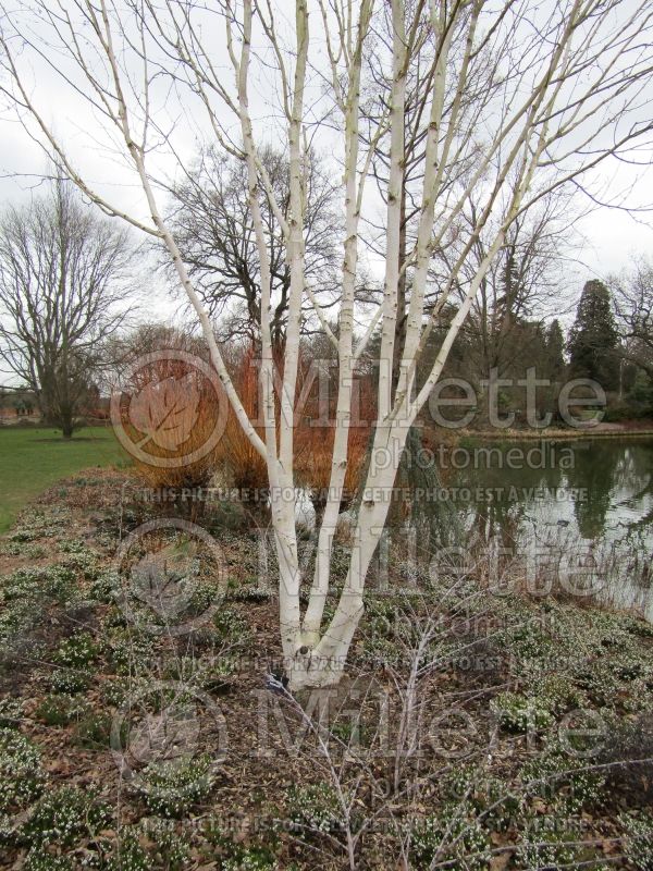 Betula utilis var. jacquemontii (Birch) 7