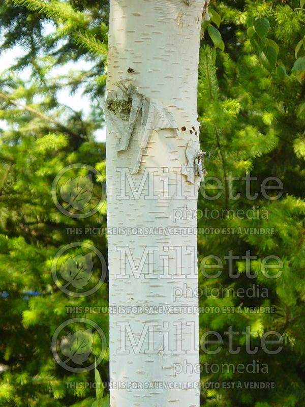 Betula utilis var. jacquemontii (Birch) 5