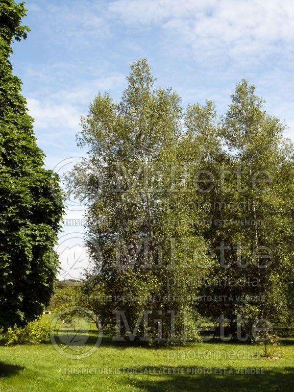 Betula Whitespire (Birch) 2