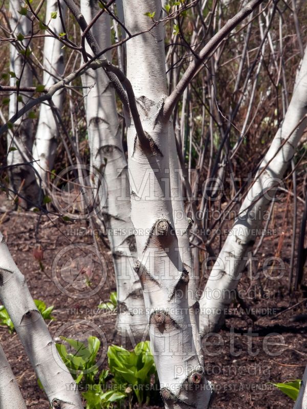 Betula Whitespire (Birch) 3