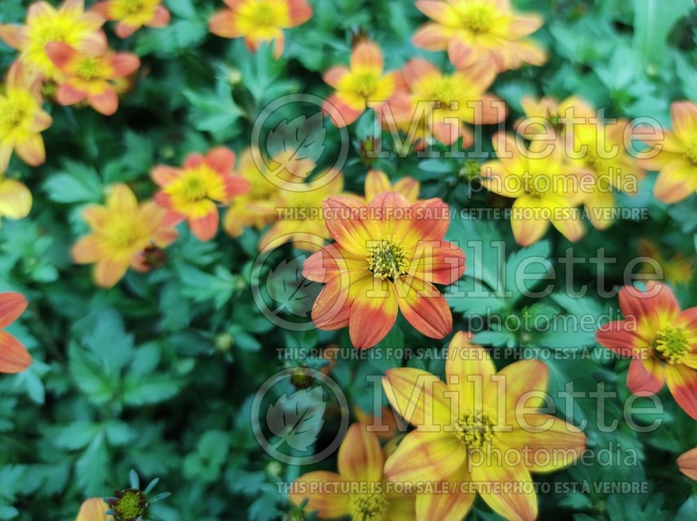 Bidens Blazing Glory (Bur Marigold, Apache Beggarticks) 4  