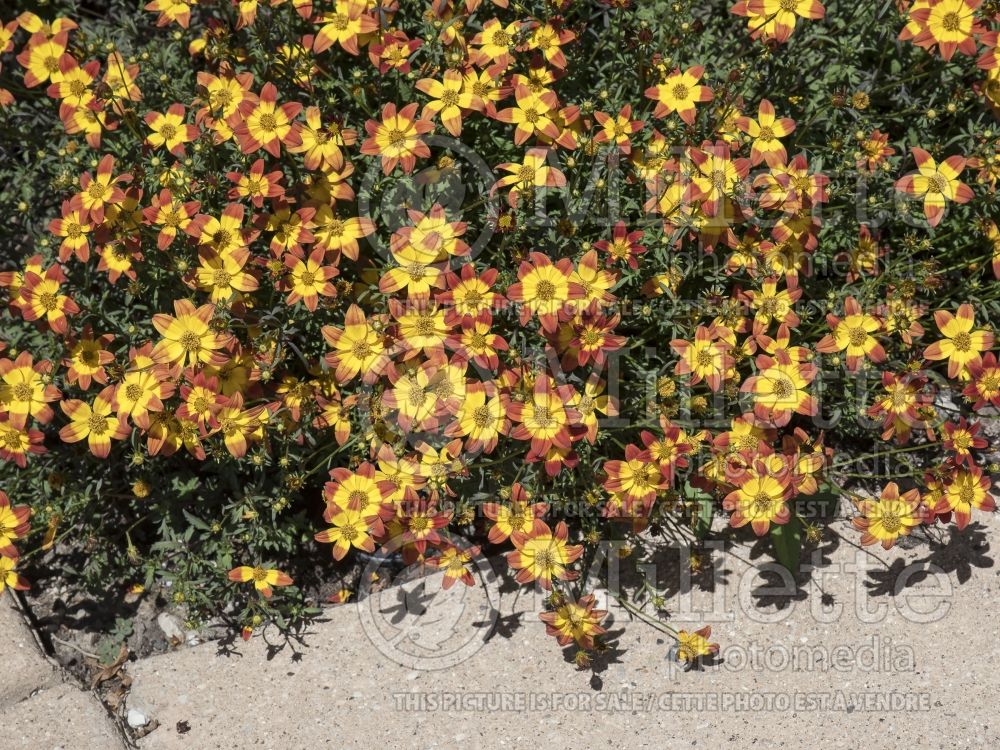 Bidens Beedance Red Stripe (Bur Marigold, Apache Beggarticks) 1  