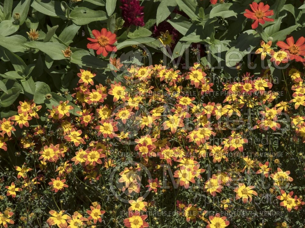 Bidens Beedance Red Stripe (Bur Marigold, Apache Beggarticks) 2  