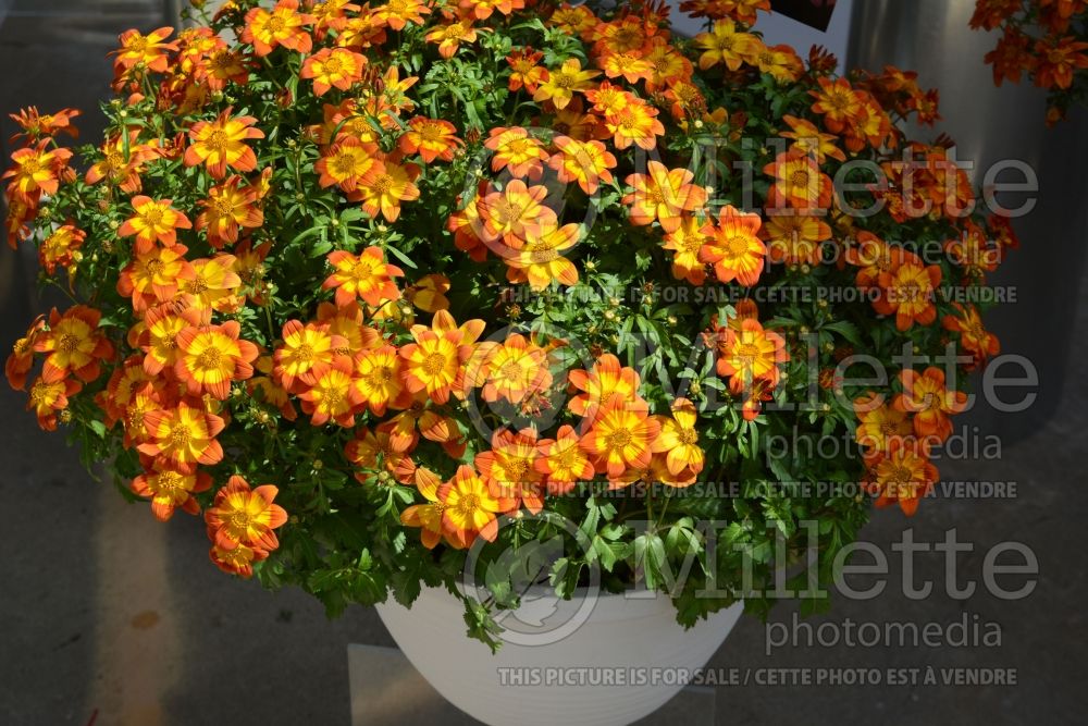 Bidens Bidy Boom Wildfire (Bur Marigold, Apache Beggarticks) 2 