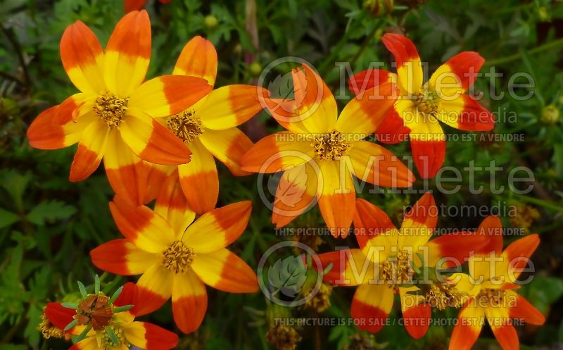 Bidens Campfire Fireburst (Bur Marigold, Apache Beggarticks) 6 