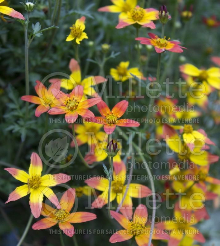 Bidens Campfire Fireburst (Bur Marigold, Apache Beggarticks) 3  