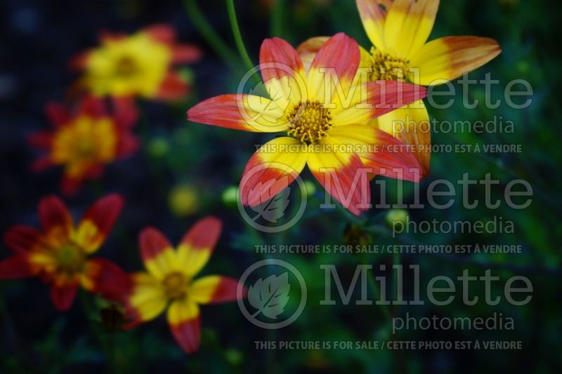 Bidens Campfire Fireburst (Bur Marigold, Apache Beggarticks) 4 