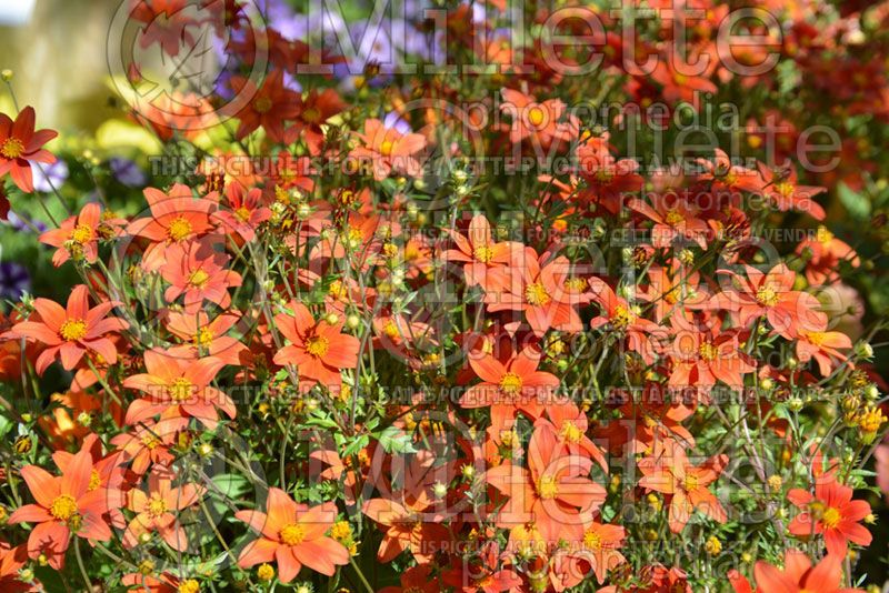 Bidens Campfire Fireburst (Bur Marigold, Apache Beggarticks) 1  