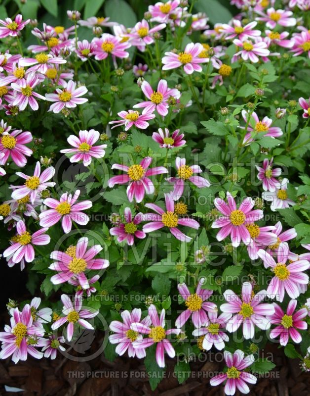 Bidens Cupcake Strawberry (Bur Marigold, Apache Beggarticks) 2  