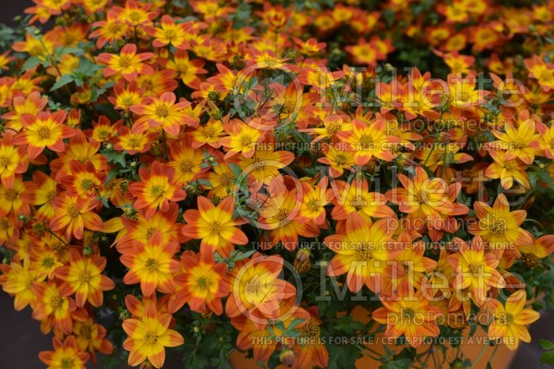 Bidens Blazing Glory (Bur Marigold, Apache Beggarticks) 3  