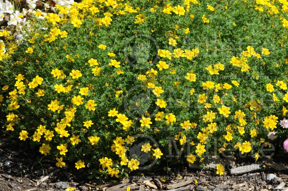 Bidens Goldilocks Rocks (Bur Marigold, Apache Beggarticks) 1  