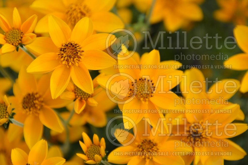 Bidens Gold Jingle (Bur Marigold, Apache Beggarticks) 1  