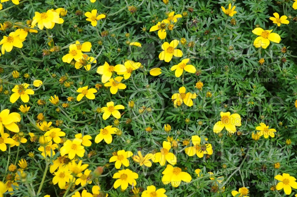 Bidens RED FOX Bidy Gonzales (Bur Marigold, Apache Beggarticks) 1  