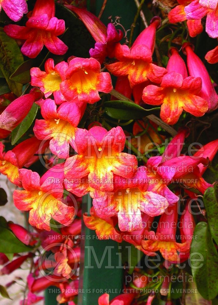 Bignonia Tangerine Beauty (Cross Vine, Trumpet Flower) 3 