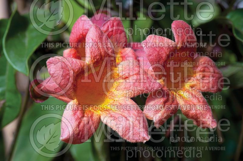 Bignonia Tangerine Beauty (Cross Vine, Trumpet Flower) 1 