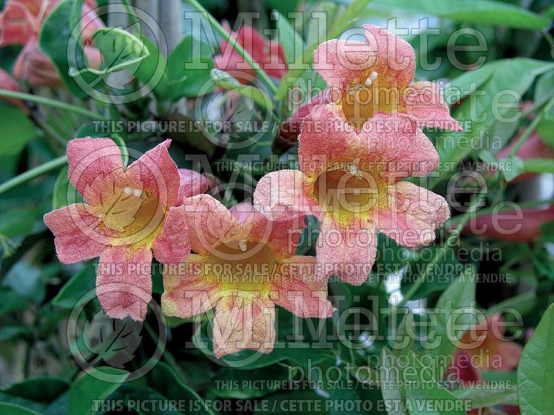 Bignonia Tangerine Beauty (Cross Vine, Trumpet Flower) 2 