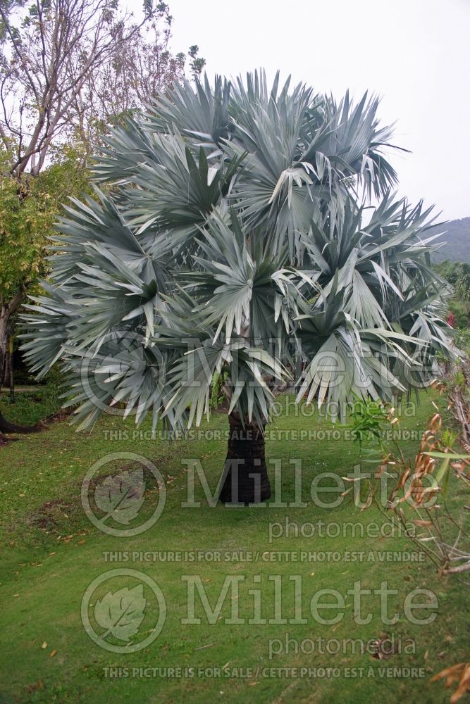 Bismarckia nobilis (Bismarck Palm) 3