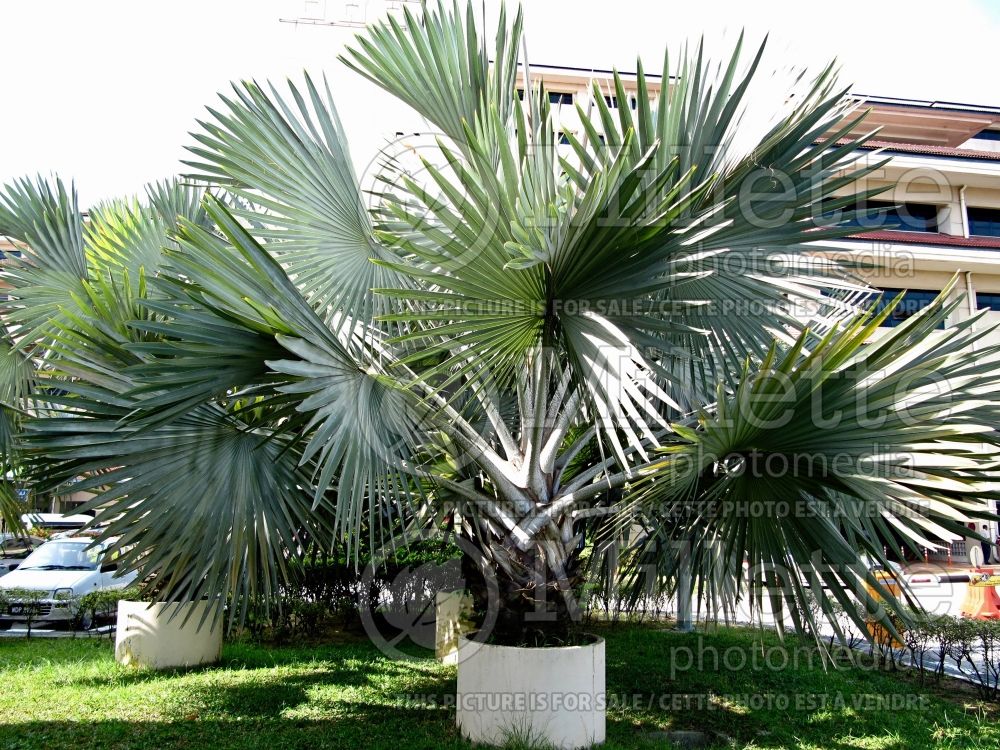 Bismarckia nobilis (Bismarck Palm) 1