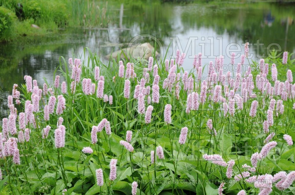 Persicaria aka Polygonum aka Bistorta officinalis (Persicaria Buckwheat Knotweed) 2 