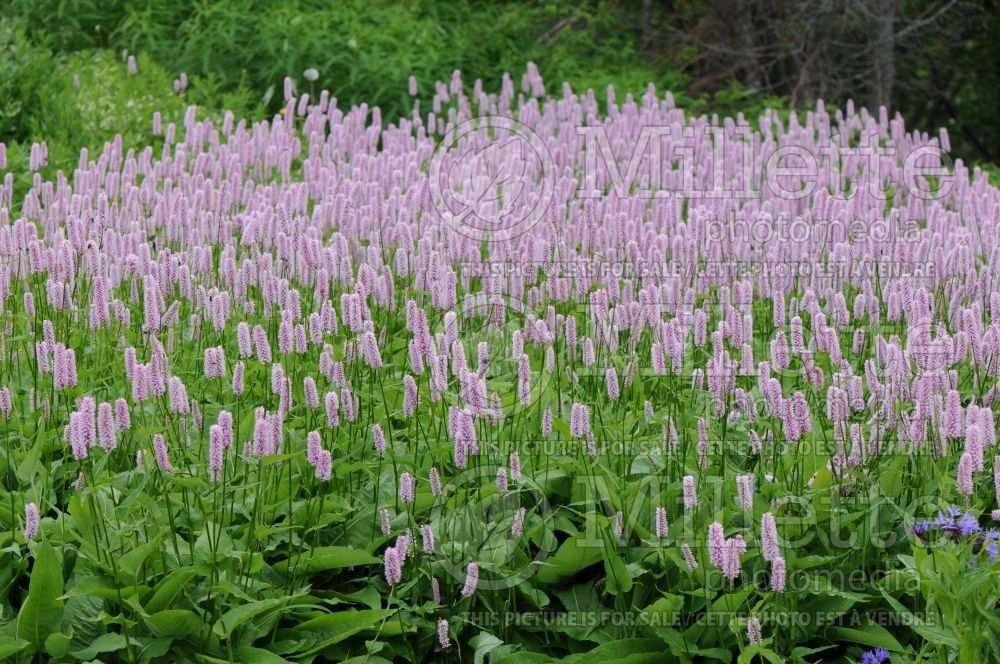 Persicaria aka Polygonum aka Bistorta officinalis (Persicaria Buckwheat Knotweed) 1 