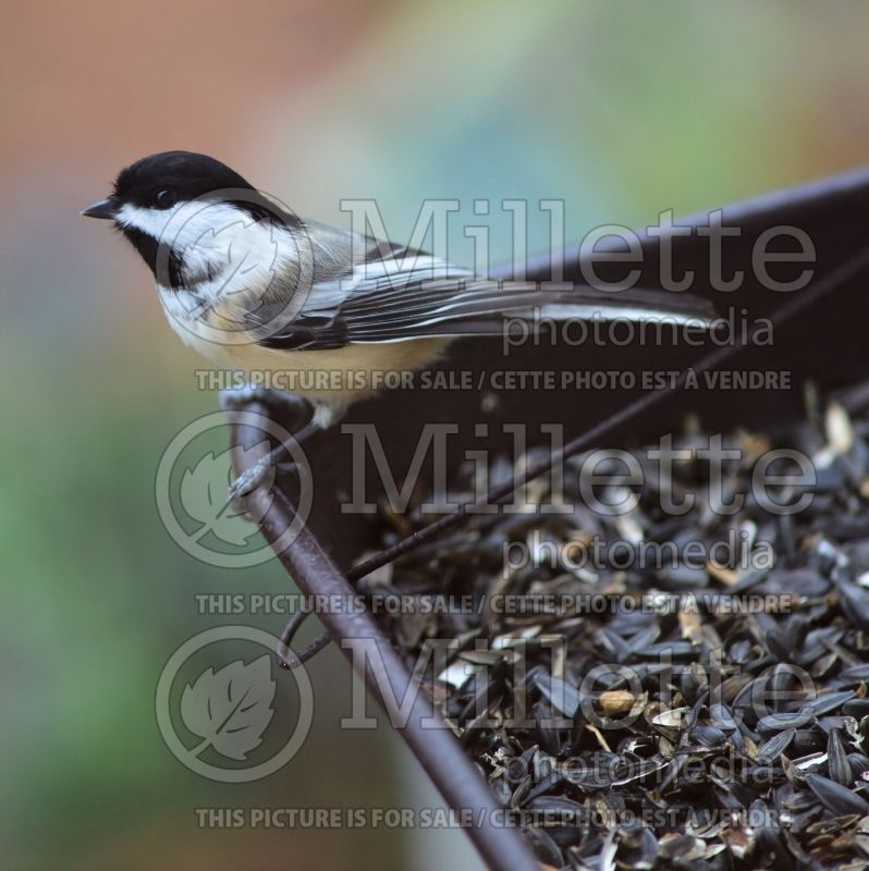 Poecile atricapillus -capped Chickadee at feeder (Bird) 1 