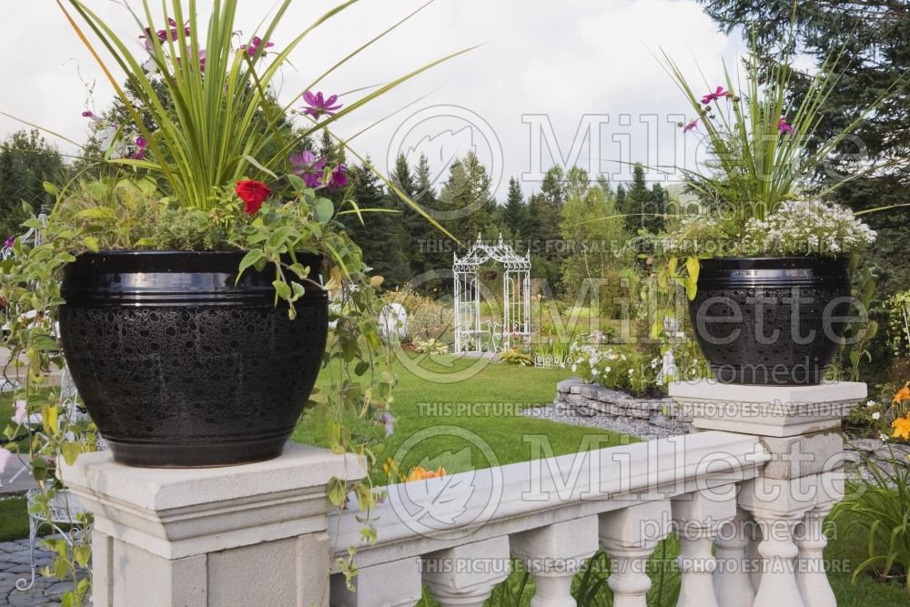 Black ceramic planters on top of white concrete railing with flowers 1