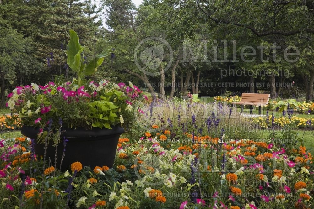Black planter with purple and white Petunias, Canna - Indian Shot, orange Tagetes - Marigold flowers 1