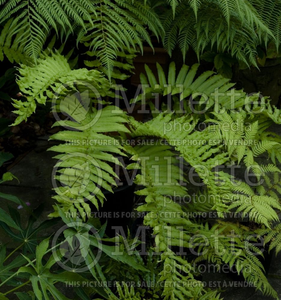 Blechnum chilense (deer fern) 1 