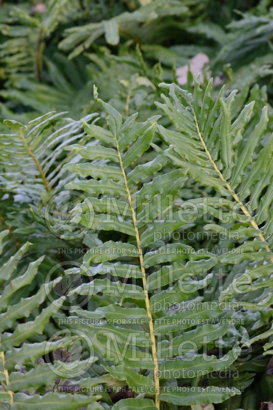 Blechnum chilense (deer fern) 3 