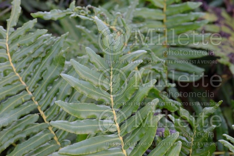 Blechnum chilense (deer fern) 4 