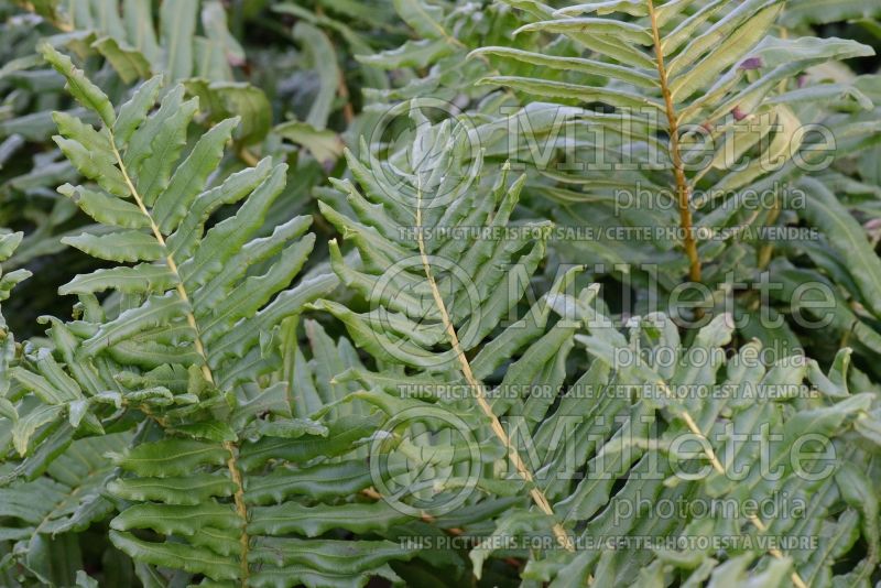 Blechnum chilense (deer fern) 5 