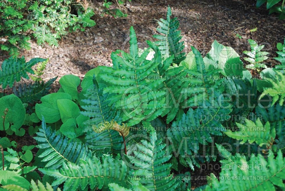 Blechnum chilense (deer fern) 2 