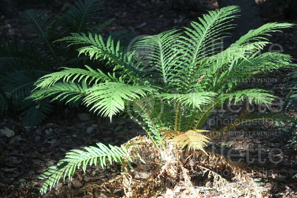 Blechnum Silver Lady (deer fern) 2 