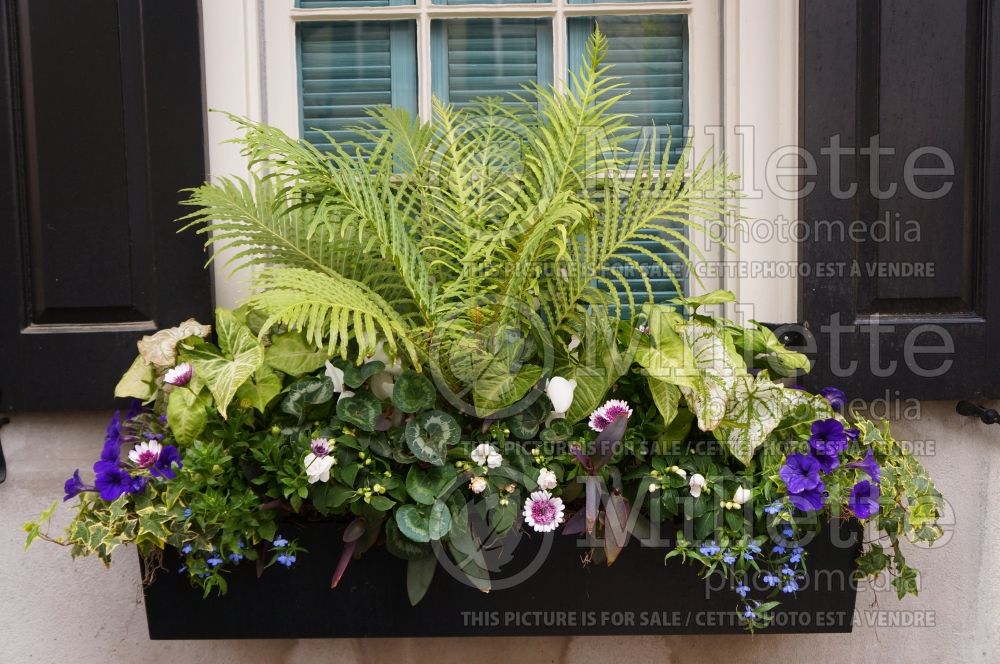 Window box 5