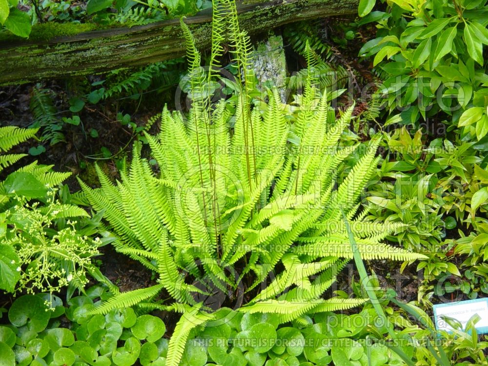 Blechnum spicant (deer fern) 1 