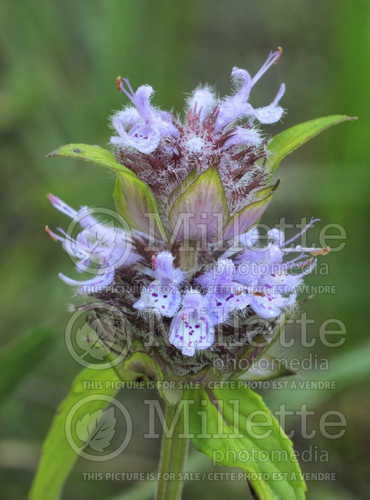 Blephilia ciliata (Downy Wood Mint) 1  