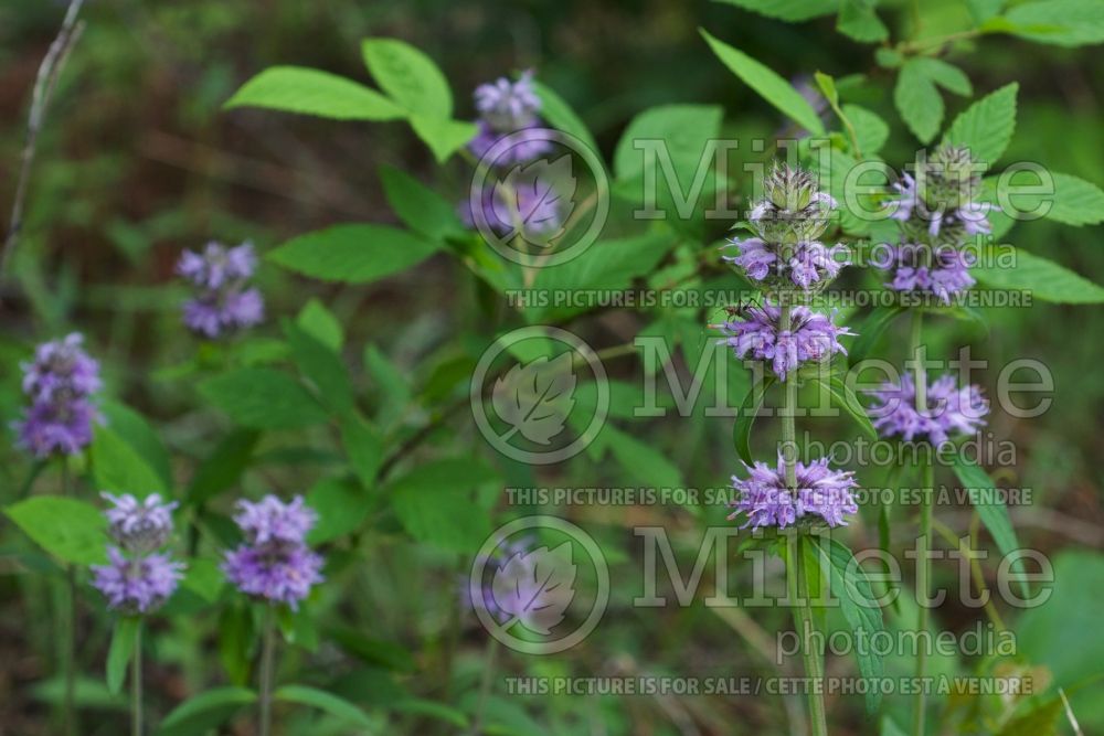 Blephilia ciliata (Downy Wood Mint) 2  