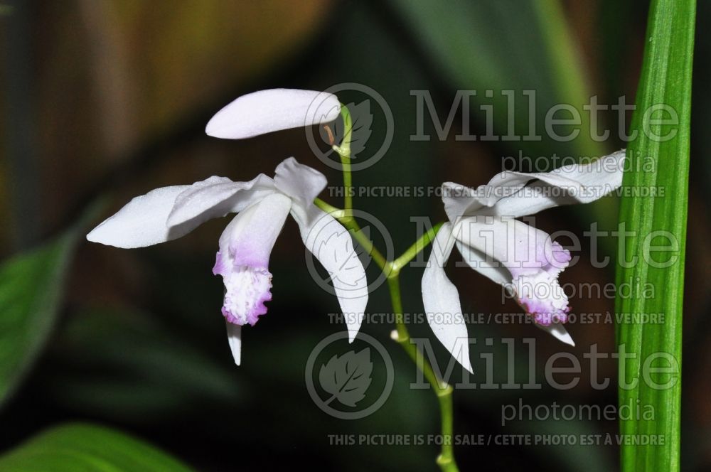 Bletilla Kuchibeni (Chinese Ground Orchid) 2
