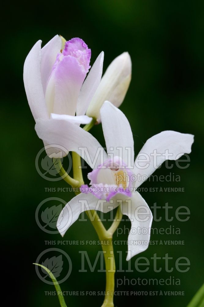 Bletilla Kuchibeni (Chinese Ground Orchid) 1