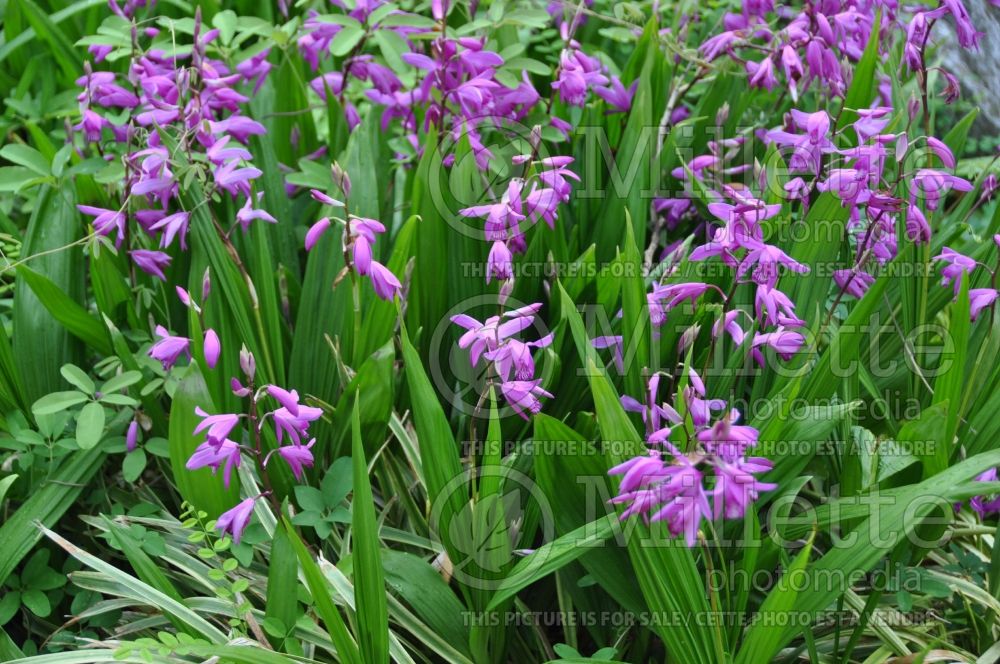 Bletilla striata aka Bletia hyacinthina (Chinese Ground Orchid) 5