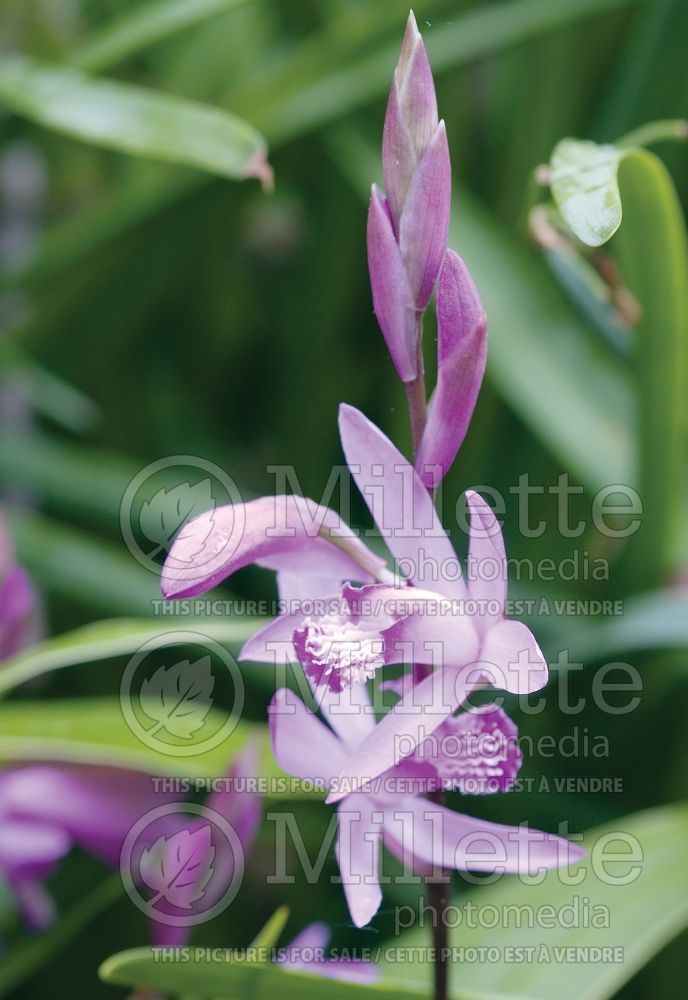 Bletilla striata aka Bletia hyacinthina (Chinese Ground Orchid) 3