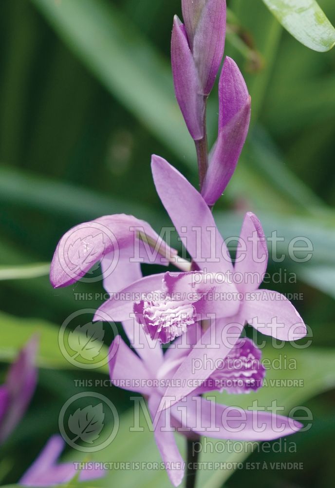 Bletilla striata aka Bletia hyacinthina (Chinese Ground Orchid) 4